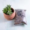 plant/Haworthia Plugs (3) + Terra Cotta Planter + Gritty Soil-0-thumbnail
