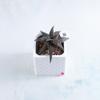plant/Pot B - Aloe jucunda in 2" Snappy Planter (comes fully planted)-0-thumbnail