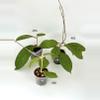 plant/Hoya Callistophylla AH003 Round Leaf (Grower's Choice)-0-thumbnail
