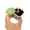 plant/Hoya 'Silver Dollar' (MB 1405 AG)-0-thumbnail