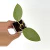 plant/Hoya 'Silver Dollar' (MB 1405 AG)-0-thumbnail