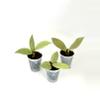 plant/Hoya Pink Silver Ghost-0-thumbnail