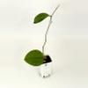 plant/Hoya sp. Ivory Mountain Borneo-0-thumbnail