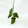 plant/Hoya sp. Ivory Mountain Borneo-0-thumbnail