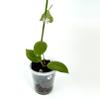 plant/Hoya Fitchii orange-0-thumbnail