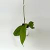 plant/Hoya Tam Dao-0-thumbnail