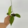 plant/Hoya Aceh Air Suri-0-thumbnail