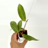 plant/Hoya sp. Philippines (2 plants in 1 pot)-0-thumbnail