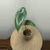 plant/Alocasia Venusta-0-thumbnail