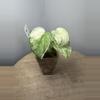 plant/Mangurai Scindapsus-0-thumbnail