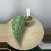 plant/Lakimbini Scindapsus-0-thumbnail
