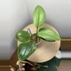 plant/Mint Treubii Scindapsus-0-thumbnail
