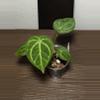 plant/Dorayaki X Pap/Wonderboy-0-thumbnail