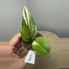 plant/Rubicon Scindapsus-0-thumbnail