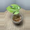 plant/Amydrium sp Sulawesi-0-thumbnail