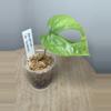 plant/Amydrium sp Sulawesi-0-thumbnail