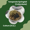 plant/8 oz Springtail Culture | Bioactive Clean-Up Crew-0-thumbnail