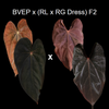 plant/Anthurium BVEP x (Ralph Lynam x RG Dressleri) F2 seedling-0-thumbnail