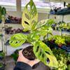 plant/6” Monstera adansonii aurea  variegated swiss cheese plant-0-thumbnail