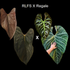 plant/Anthurium RLFS x Regale seedling-0-thumbnail