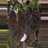 plant/Anthurium Red Vein Dupe Phoenix germinated seed-0-thumbnail