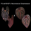 plant/Anthurium Red-vein Pap x Necromancer Dreamweaver seedling-0-thumbnail