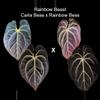 plant/Anthurium 'Rainbow Beast' Besseae aff germinated seed-0-thumbnail