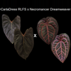 plant/Anthurium CarlaDress RLFS x Necromancer Dreamweaver seedling-0-thumbnail