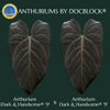 plant/Anthurium Dark & Handsome '9' x Dark & Handsome '9' by DocBlock® *Grower's Choice*-0-thumbnail