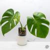 plant/Monstera Deliciosa 'Green on Green' (GOG) Variegated (Large Form) *Grower's Choice*-0-thumbnail