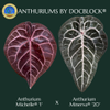plant/Anthurium Michelle '1' x Minerva '20' by DocBlock® *Grower's choice*-0-thumbnail