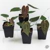 plant/Anthurium Zara '29' x Dark & Handsome '9' by DocBlock® *Grower's Choice*-0-thumbnail