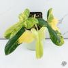 plant/Philodendron Bipennifolium Variegated 'Violin' *Grower's Choice*-0-thumbnail