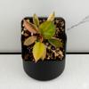 plant/Philodendron 'Red Congo' Variegated *Grower's Choice*-0-thumbnail