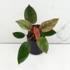 plant/Philodendron 'Birkin' Pink Variegated *Grower's Choice*-0-thumbnail
