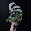 plant/Platycerium Willinckii Dwarf Bacteria x Jade Gril Bundle-0-thumbnail