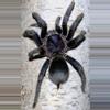 plant/$ 99 Retail Phormictopus sp. 'Dominican Purple' Tarantula 0.75-1"-0-thumbnail