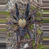 plant/$ 99 Retail Phormingochilus sp. "Akcaya" (Golden Tree Spider) 0.75"-0-thumbnail