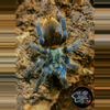 plant/$ 99 Retail Dolichothele diamantinensis (Blue Dwarf Beauty Tarantula) 0.75-1"�-0-thumbnail