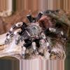 plant/$ 150 Retail Vitalius (Ex. Nhandu) chromatus (Brazilian Red & White Tarantula) 2-2.5" FEMALE-0-thumbnail