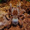 plant/$ 150 Retail Theraphosa apophysis (Goliath PinkToe Bird Eater Tarantula) 2-2.5"-0-thumbnail