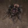 plant/$ 150 Retail Xenesthis sp. 'Intermedia' (Amazon Blue Bloom Tarantula) 1.5-2"-0-thumbnail