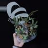 plant/Platycerium Willinckii Dwarf Jade Girl-1-thumbnail