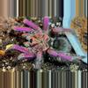 plant/$ 150 Retail Pamphobeteus c.f. insignis (Ecuador Purple Bloom Tarantula) 2.5-3"-0-thumbnail