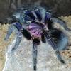 plant/$ 150 Retail Phormictopus sp. 'Dominican Purple' (Purple Beauty Bird Eater Tarantula) 1-1.5"-0-thumbnail