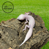 plant/Male Mack Super Snow Albino Leucistic Leopard Gecko | 17g | Calm & Feeding Great-2-thumbnail