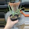 plant/Aloe nyeriensis pups 3” pot uncommon-5-thumbnail