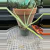 plant/Aloe vera (fka Aloe barbadensis) offsets 4” pots-1-thumbnail