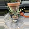 plant/Aloe nyeriensis pups 3” pot uncommon-1-thumbnail