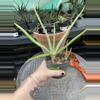 plant/Aloe vera (fka Aloe barbadensis) offsets 4” pots-3-thumbnail